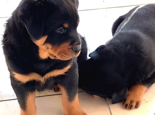 Safkan Koca Kafa Rottweiler Yavrular görsel