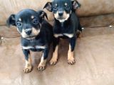 Safkan Minyatür Pinscher Yavrular