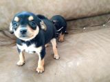 Safkan Minyatür Pinscher Yavrular
