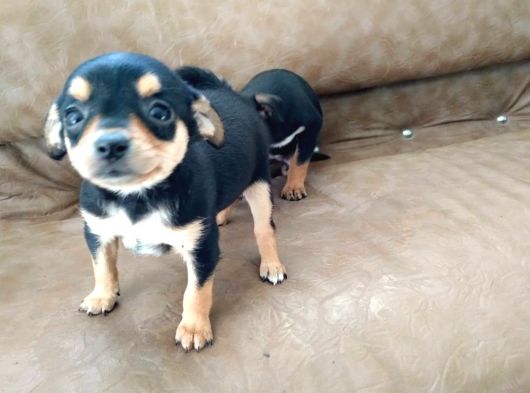 Safkan Minyatür Pinscher Yavrular görsel