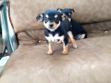 Safkan Minyatür Pinscher Yavrular