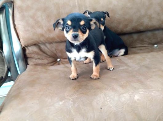 Safkan Minyatür Pinscher Yavrular görsel