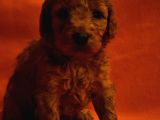Keşke  Poodle Yavrum Olsun Di̇yenlere Gelsi̇n