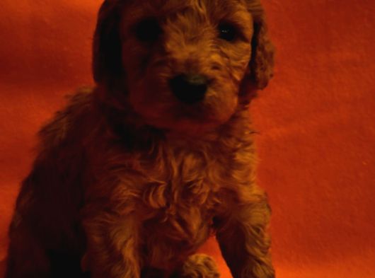 Keşke  Poodle Yavrum Olsun Di̇yenlere Gelsi̇n görsel