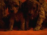 Keşke  Poodle Yavrum Olsun Di̇yenlere Gelsi̇n