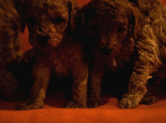 Keşke  Poodle Yavrum Olsun Di̇yenlere Gelsi̇n görsel