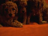 KEŞKE  POODLE YAVRUM OLSUN DİYENLERE GELSİN