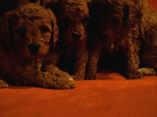 KEŞKE  POODLE YAVRUM OLSUN DİYENLERE GELSİN