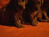 Keşke  Poodle Yavrum Olsun Di̇yenlere Gelsi̇n