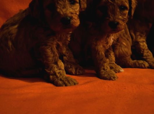 Keşke  Poodle Yavrum Olsun Di̇yenlere Gelsi̇n görsel