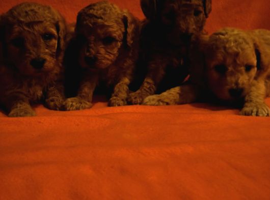 Keşke  Poodle Yavrum Olsun Di̇yenlere Gelsi̇n görsel