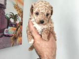 Şeker Tadında Maltipoo Bebekler
