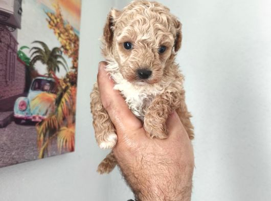 Şeker Tadında Maltipoo Bebekler görsel