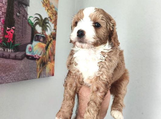 Şeker Tadında Maltipoo Bebekler görsel