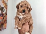 Şeker tadında maltipoo bebekler