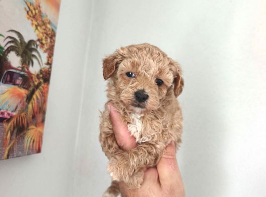 Şeker Tadında Maltipoo Bebekler görsel