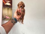 Şeker Tadında Maltipoo Bebekler