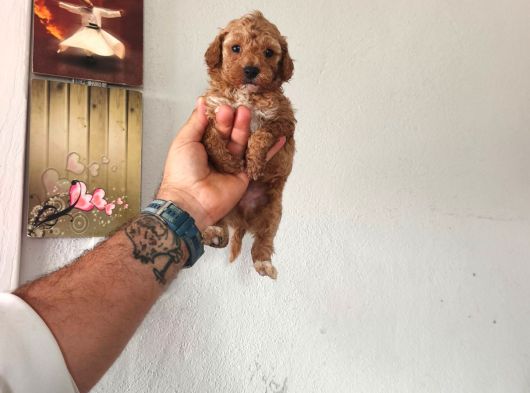 Şeker Tadında Maltipoo Bebekler görsel