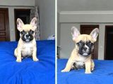 FRANSIZ BULDOG BEBEKLER