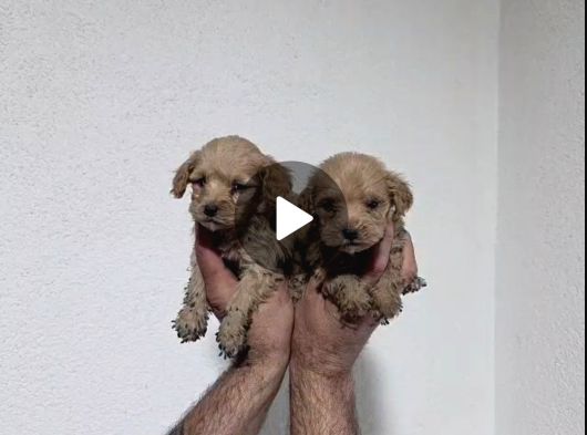 Oyuncu Bebeklerim görsel