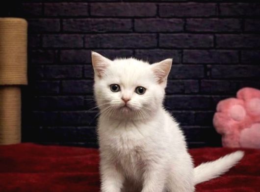 Bri̇tti̇sh Shorthai̇r Kedi̇leri̇mi̇z