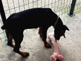 6 Aylık Secereli King Doberman
