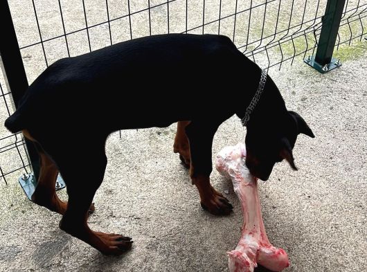 6 Aylık Secereli King Doberman görsel
