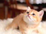 Uyguna Acil Safkan Mini Goldenlar
