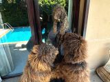 Dev Labradoodle Yavrular