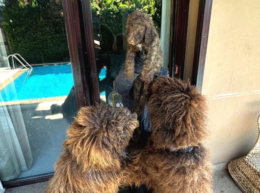 Dev Labradoodle Yavrular görsel