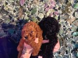 Ruhsatlı Çiftlikten Toy Poodle Yabrular