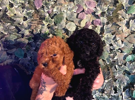 Ruhsatlı Çiftlikten Toy Poodle Yabrular görsel