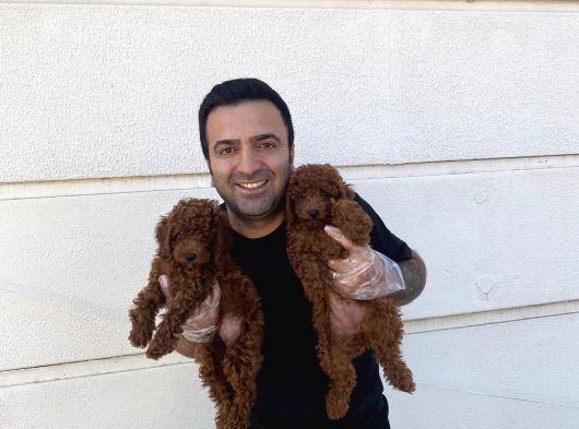 En Güzel Toy Poodle Yavrular Ankara Mağazamizda Canli Görün görsel