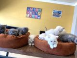 Kedi̇ci̇den Renk Renk British Shorthair Yavrular Ankara