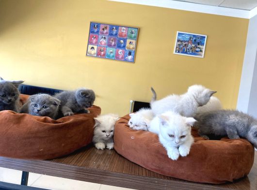 Kedi̇ci̇den Renk Renk British Shorthair Yavrular Ankara görsel