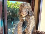 Dev Labradoodle Yavrular