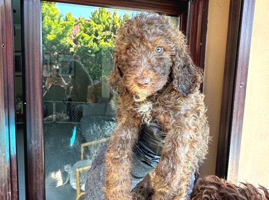 Dev Labradoodle Yavrular görsel