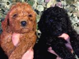 Ruhsatlı çiftlikten toy poodle yabrular