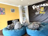 Kedi̇ci̇den Renk Renk British Shorthair Yavrular Ankara