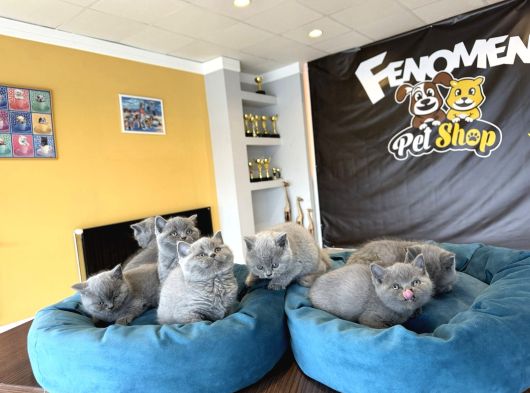 Kedi̇ci̇den Renk Renk British Shorthair Yavrular Ankara görsel