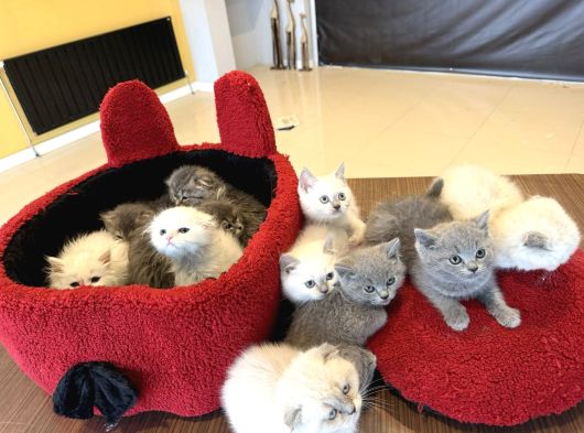 Kedi̇ci̇den Renk Renk British Shorthair Yavrular Ankara görsel