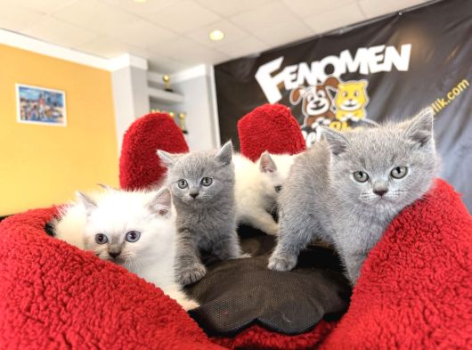 Kedi̇ci̇den Renk Renk British Shorthair Yavrular Ankara
