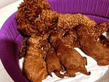En Güzel Toy Poodle Yavrular Ankara Mağazamizda Canli Görün