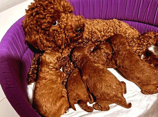 En Güzel Toy Poodle Yavrular Ankara Mağazamizda Canli Görün görsel