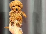 Mini Boy Poodle Bebekler