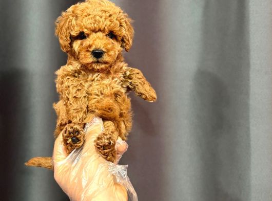 Mini Boy Poodle Bebekler görsel