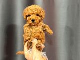 Mini Boy Poodle Bebekler