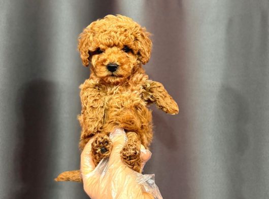 Mini Boy Poodle Bebekler görsel