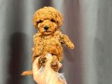 Mini boy poodle bebekler