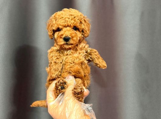 Mini Boy Poodle Bebekler